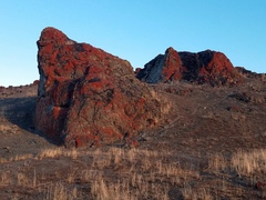 Placopyrenium stanfordii