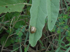 Leptinotarsa defecta