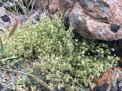 Draba oligosperma
