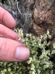 Draba oligosperma