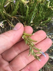 Oxytropis borealis viscida