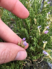 Oxytropis borealis viscida
