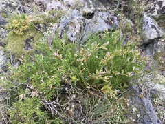 Oxytropis borealis viscida