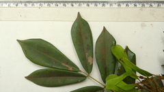 Machaerium condensatum