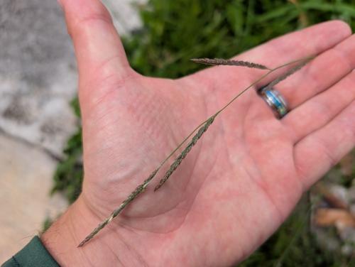 Eriochloa procera, 2025-04-25
