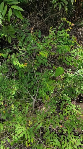 Foto de Tapiá