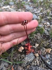 Micranthes aprica