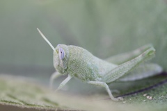 Cyrtacanthacridini