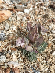 Anelsonia eurycarpa