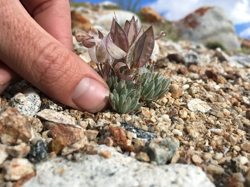 Daggerpod (Anelsonia eurycarpa)