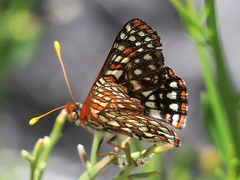Euphydryas chalcedona hennei