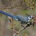 White-throated Magpie-Jay - Photo (c) Dominik Hofer, some rights reserved (CC BY-NC-SA)