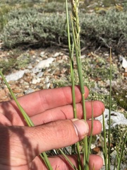 Festuca kingii