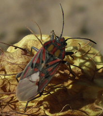 Spilostethus pandurus elegans