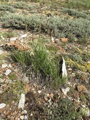 Festuca kingii