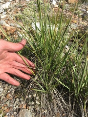 Festuca kingii