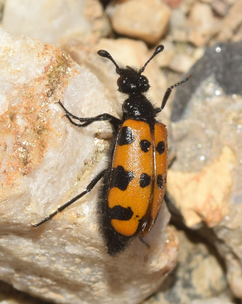 Actenodia billbergi
