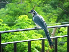 White-Throated Magpie-Jay photo 2