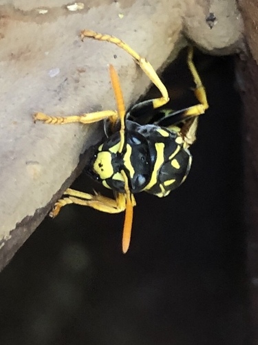 European Paper Wasp, photo 6 of 10
