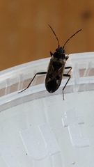 Rhyparochromus vulgaris