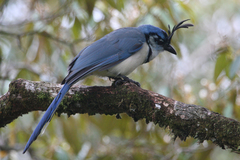 White-Throated Magpie-Jay photo 3