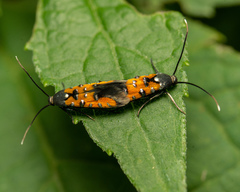 Heliodinidae