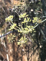 Foeniculum vulgare