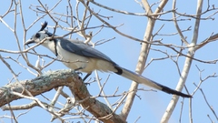 White-Throated Magpie-Jay photo 4