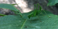 Leptophyes punctatissima