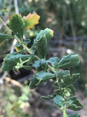 Baccharis pilularis