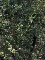Baccharis pilularis