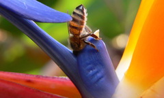 Strelitzia reginae reginae