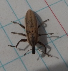 Lixus perforatus