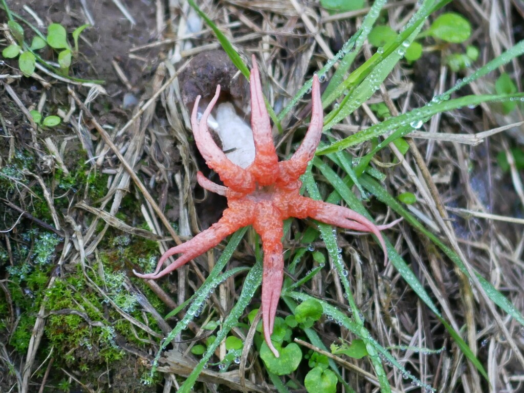 Aseroe rubra · April 2025 · photo: © alice_shanks (iNaturalist, cc-by)