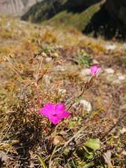 Dianthus caucaseus