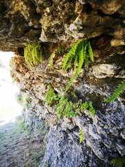 Woodsia caucasica