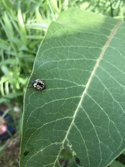Calligrapha confluens