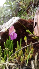 Utricularia unifolia