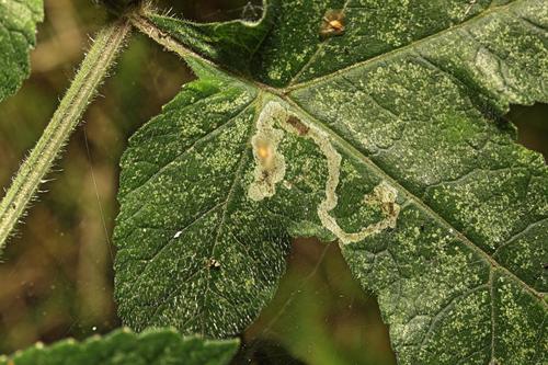 Phytomyza pastinacae