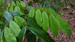 Machaerium condensatum