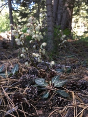 Pyrola picta