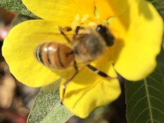 Apis mellifera