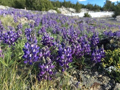 Lupinus lepidus ramosus