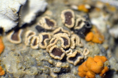 Myriolecis semipallida