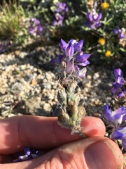 Lupinus lepidus ramosus
