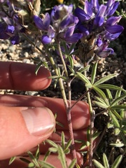 Lupinus lepidus ramosus