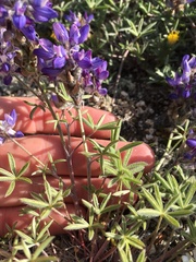Lupinus lepidus ramosus