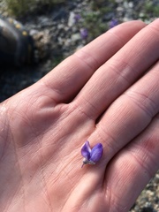 Lupinus lepidus ramosus