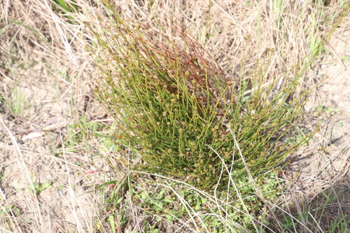 Image of Branched Rootthug by (c) Tony Rebelo, some rights reserved (CC BY-SA)