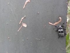 Acanthoderes funeraria